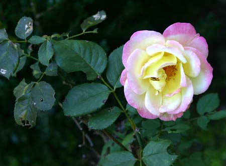 rose_blooming_450.jpg