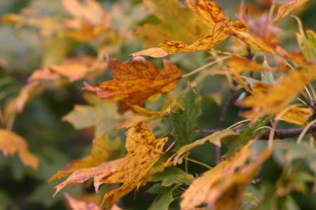 autumn_or_leaves_web